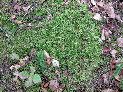 Tiny photo for 23 Fullerton Rd, Hovland, MN 55606 (MLS # 6122627)