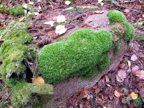 Tiny photo for 23 Fullerton Rd, Hovland, MN 55606 (MLS # 6122627)