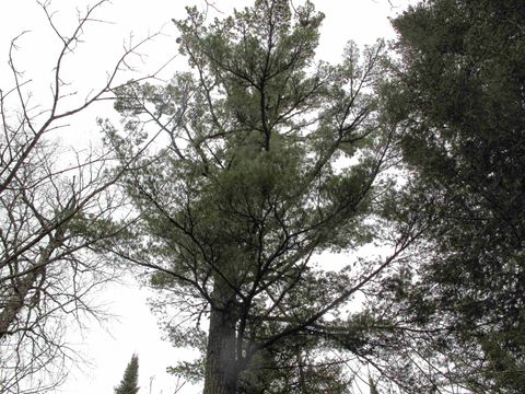 Tiny photo for 23 Fullerton Rd, Hovland, MN 55606 (MLS # 6122627)