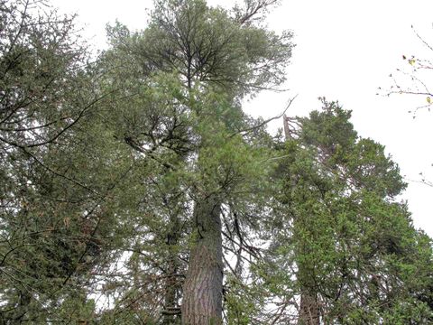 Tiny photo for 23 Fullerton Rd, Hovland, MN 55606 (MLS # 6122627)