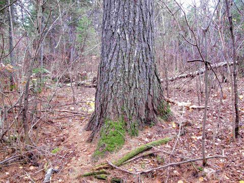 Tiny photo for 23 Fullerton Rd, Hovland, MN 55606 (MLS # 6122627)