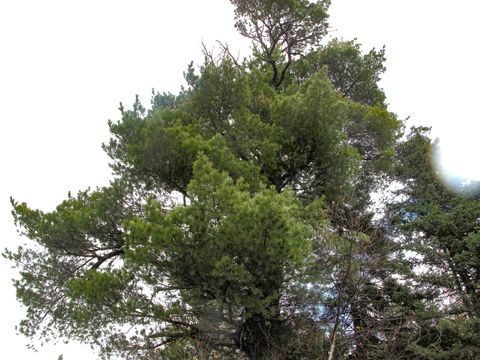 Tiny photo for 23 Fullerton Rd, Hovland, MN 55606 (MLS # 6122627)