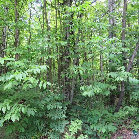 Tiny photo for 6975 Cramer Rd, Finland, MN 55603 (MLS # 6126297)