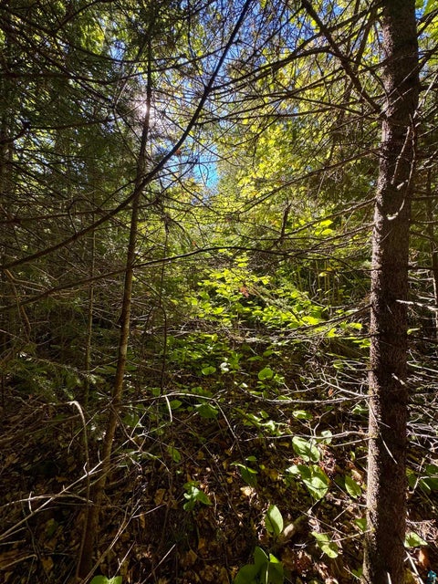 Tiny photo for TBD Powers Lake Rd, Hovland, MN 55606 (MLS # 6127989)