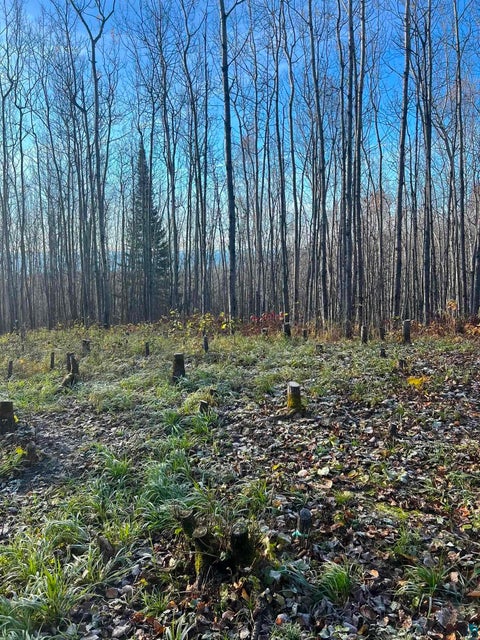 Tiny photo for XX Bally Creek Rd, Grand Marais, MN 55604 (MLS # 6127817)
