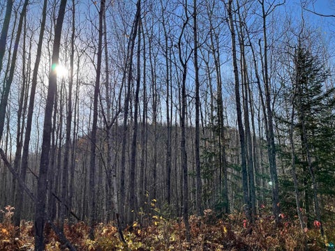 Tiny photo for XX Bally Creek Rd, Grand Marais, MN 55604 (MLS # 6127817)