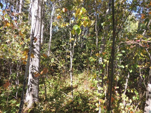 Tiny photo for XX W 5th St, Grand Marais, MN 55604 (MLS # 6128303)