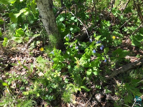 Tiny photo for XX W 5th St, Grand Marais, MN 55604 (MLS # 6128303)