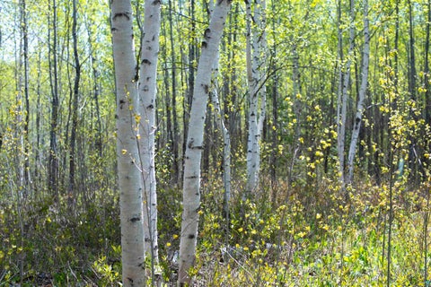Tiny photo for 13 Coyote Ridge, Grand Marais, MN 55604 (MLS # 6125773)