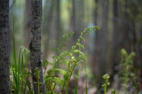 Tiny photo for 13 Coyote Ridge, Grand Marais, MN 55604 (MLS # 6125773)