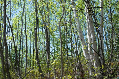 Tiny photo for 13 Coyote Ridge, Grand Marais, MN 55604 (MLS # 6125773)