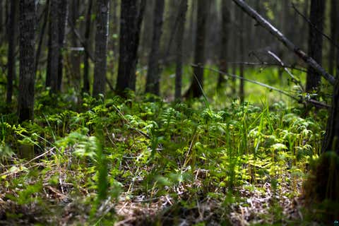 Tiny photo for 13 Coyote Ridge, Grand Marais, MN 55604 (MLS # 6125773)