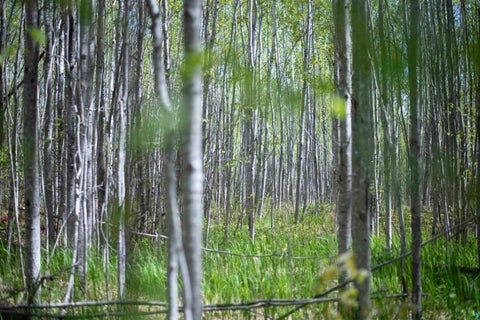 Tiny photo for 13 Coyote Ridge, Grand Marais, MN 55604 (MLS # 6125773)