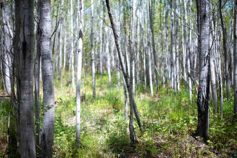 Tiny photo for 13 Coyote Ridge, Grand Marais, MN 55604 (MLS # 6125773)