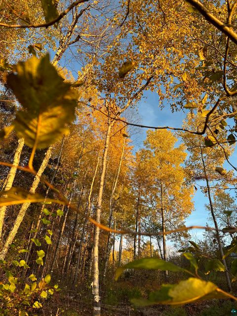Tiny photo for 2445 Reed Rd, Ely, MN 55731 (MLS # 6124998)