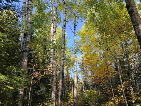 Tiny photo for 4603 North Rd, Hovland, MN 55604 (MLS # 6128252)