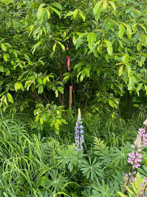 Tiny photo for 57 Howard Gnesen Rd, Rice Lake, MN 55803 (MLS # 6126371)
