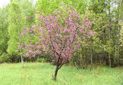 Tiny photo for 9137 McCamus Rd, Brookston, MN 55711 (MLS # 6125266)