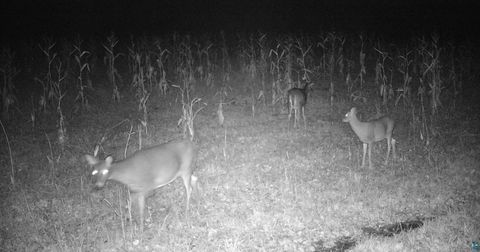 Tiny photo for 11680 County Rd 59, Gheen, MN 55771 (MLS # 6124270)