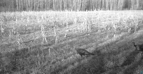 Tiny photo for 11680 County Rd 59, Gheen, MN 55771 (MLS # 6124270)