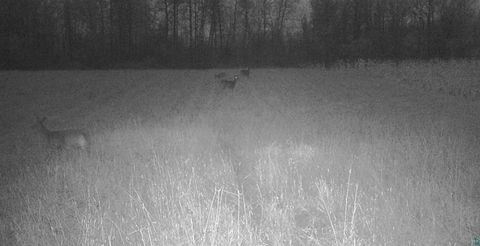 Tiny photo for 11680 County Rd 59, Gheen, MN 55771 (MLS # 6124270)