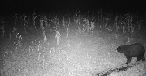 Tiny photo for 11680 County Rd 59, Gheen, MN 55771 (MLS # 6124270)