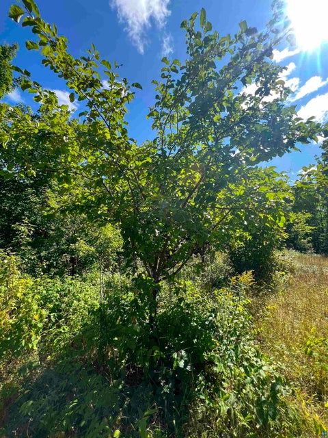 Tiny photo for 5076 Heffelfinger Rd, Finland, MN 55603 (MLS # 6127448)