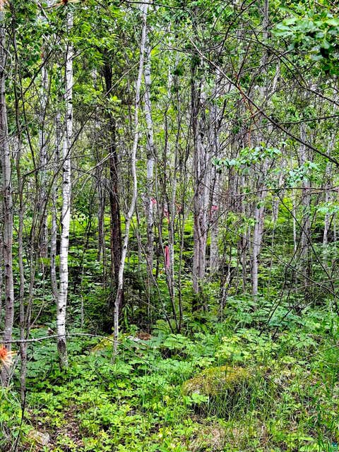 Tiny photo for TBD Onagon Lake Rd, Grand Marais, MN 55604 (MLS # 6126688)