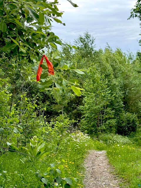 Tiny photo for TBD Onagon Lake Rd, Grand Marais, MN 55604 (MLS # 6126688)
