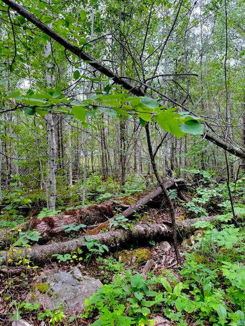Tiny photo for TBD Onagon Lake Rd, Grand Marais, MN 55604 (MLS # 6126688)
