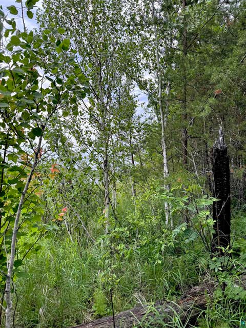 Tiny photo for TBD Onagon Lake Rd, Grand Marais, MN 55604 (MLS # 6126688)