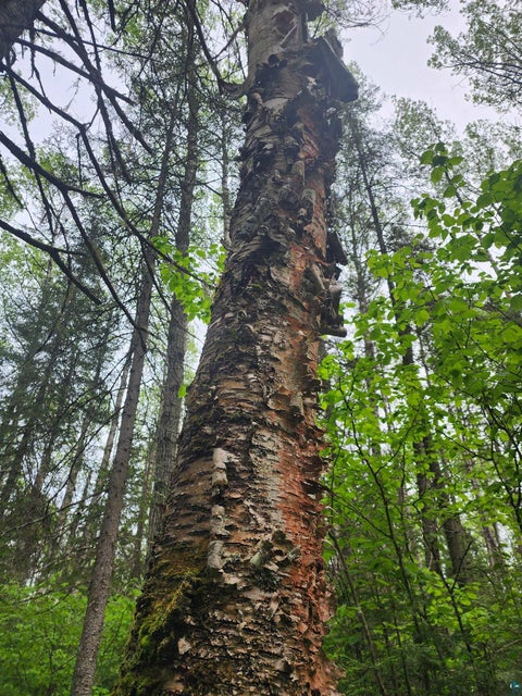 Tiny photo for XXX Cascade Bluffs, Grand Marais, MN 55604 (MLS # 6126230)