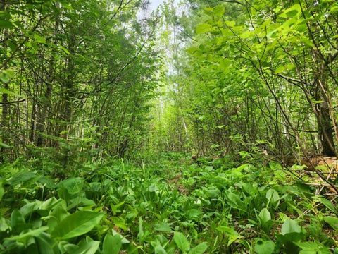 Tiny photo for XXX Cascade Bluffs, Grand Marais, MN 55604 (MLS # 6126230)