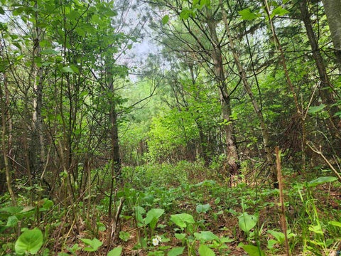 Tiny photo for XXX Cascade Bluffs, Grand Marais, MN 55604 (MLS # 6126230)