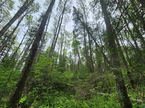Tiny photo for XXX Cascade Bluffs, Grand Marais, MN 55604 (MLS # 6126230)