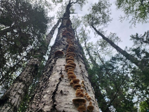 Tiny photo for XXX Cascade Bluffs, Grand Marais, MN 55604 (MLS # 6126230)