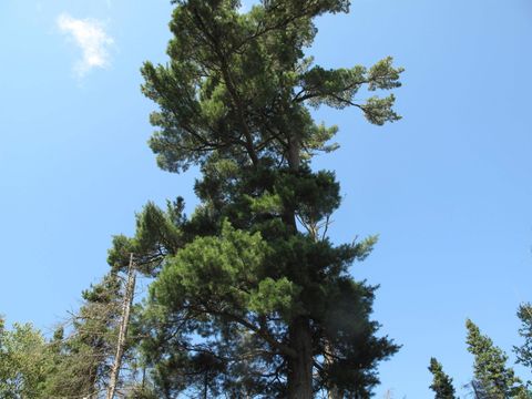 Tiny photo for 7185 Hwy 1, Finland, MN 55603 (MLS # 6124974)
