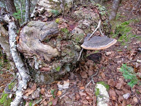 Tiny photo for 3 Fullerton Rd, Hovland, MN 55606 (MLS # 6122624)