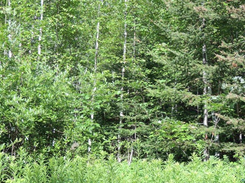 Tiny photo for 1 Cougar Tr, Grand Marais, MN 55604 (MLS # 6126905)