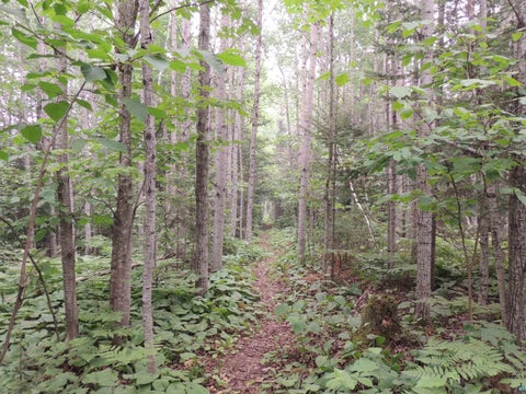 Tiny photo for 1 Cougar Tr, Grand Marais, MN 55604 (MLS # 6126905)