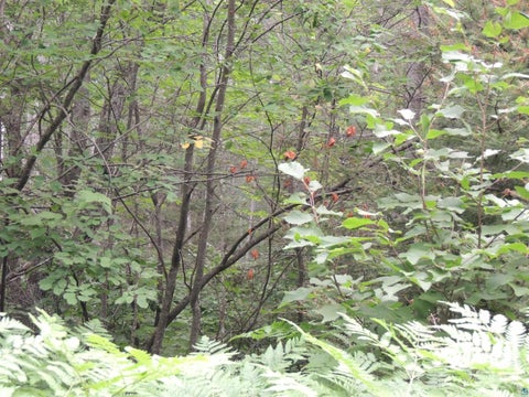 Tiny photo for 1 Cougar Tr, Grand Marais, MN 55604 (MLS # 6126905)