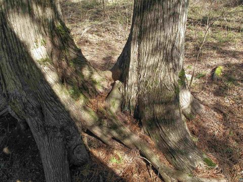 Tiny photo for YYY Big Cedar Trl, Lutsen, MN 55612 (MLS # 6125494)