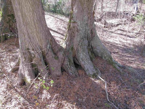 Tiny photo for YYY Big Cedar Trl, Lutsen, MN 55612 (MLS # 6125494)