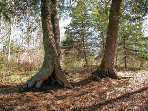 Tiny photo for YYY Big Cedar Trl, Lutsen, MN 55612 (MLS # 6125494)