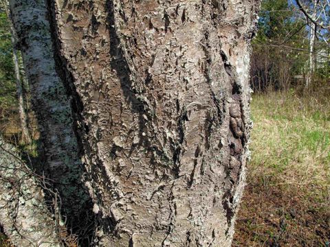 Tiny photo for YYY Big Cedar Trl, Lutsen, MN 55612 (MLS # 6125494)