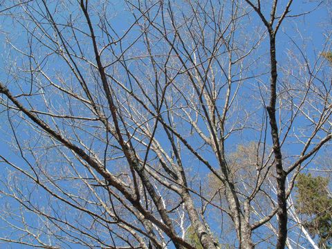 Tiny photo for YYY Big Cedar Trl, Lutsen, MN 55612 (MLS # 6125494)