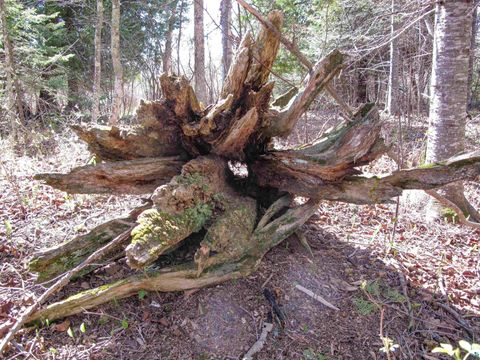 Tiny photo for YYY Big Cedar Trl, Lutsen, MN 55612 (MLS # 6125494)