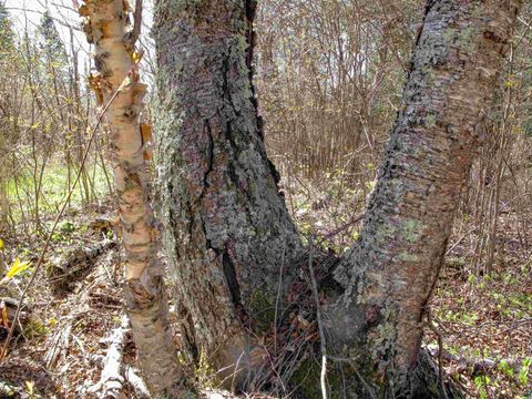 Tiny photo for YYY Big Cedar Trl, Lutsen, MN 55612 (MLS # 6125494)