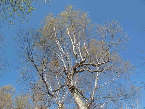 Tiny photo for YYY Big Cedar Trl, Lutsen, MN 55612 (MLS # 6125494)