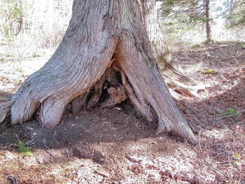 Tiny photo for YYY Big Cedar Trl, Lutsen, MN 55612 (MLS # 6125494)